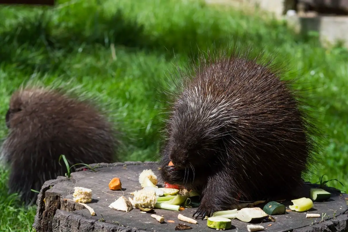 Cute porcupine sniffing on its food placed on a tree log.