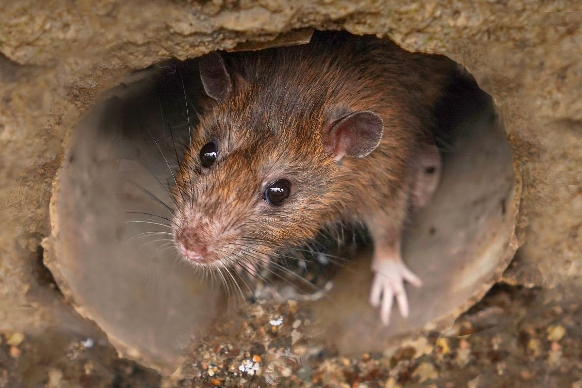 Closeup of a rat looking toward the camera from sewer.