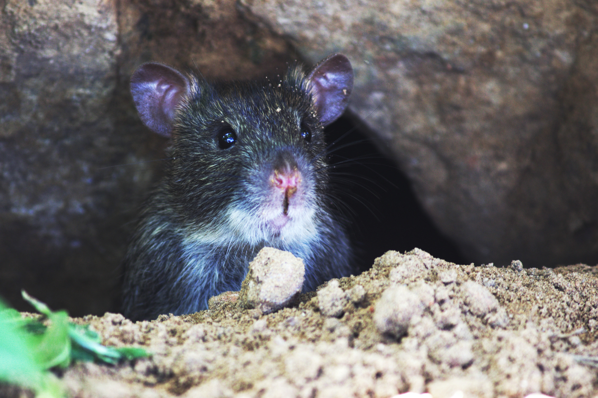 An awful face of wild black rat on a hole.