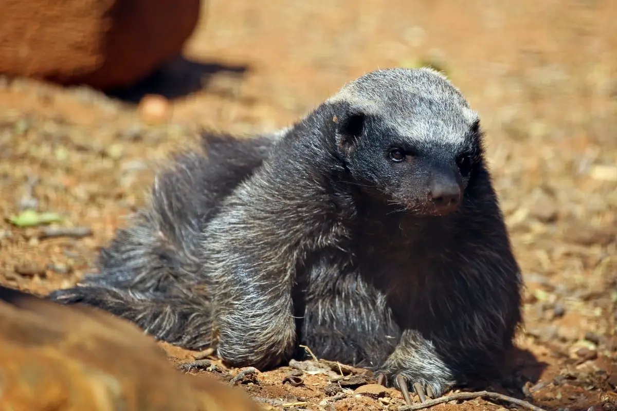A honey badger in a relaxing position.