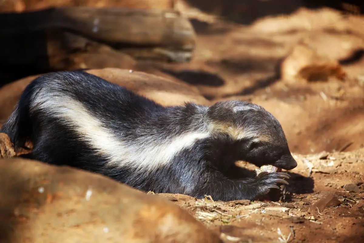 A honey badger eating on its burrow.