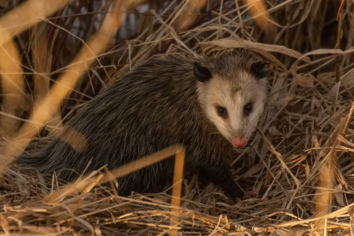 Aggressive opossums in the field.