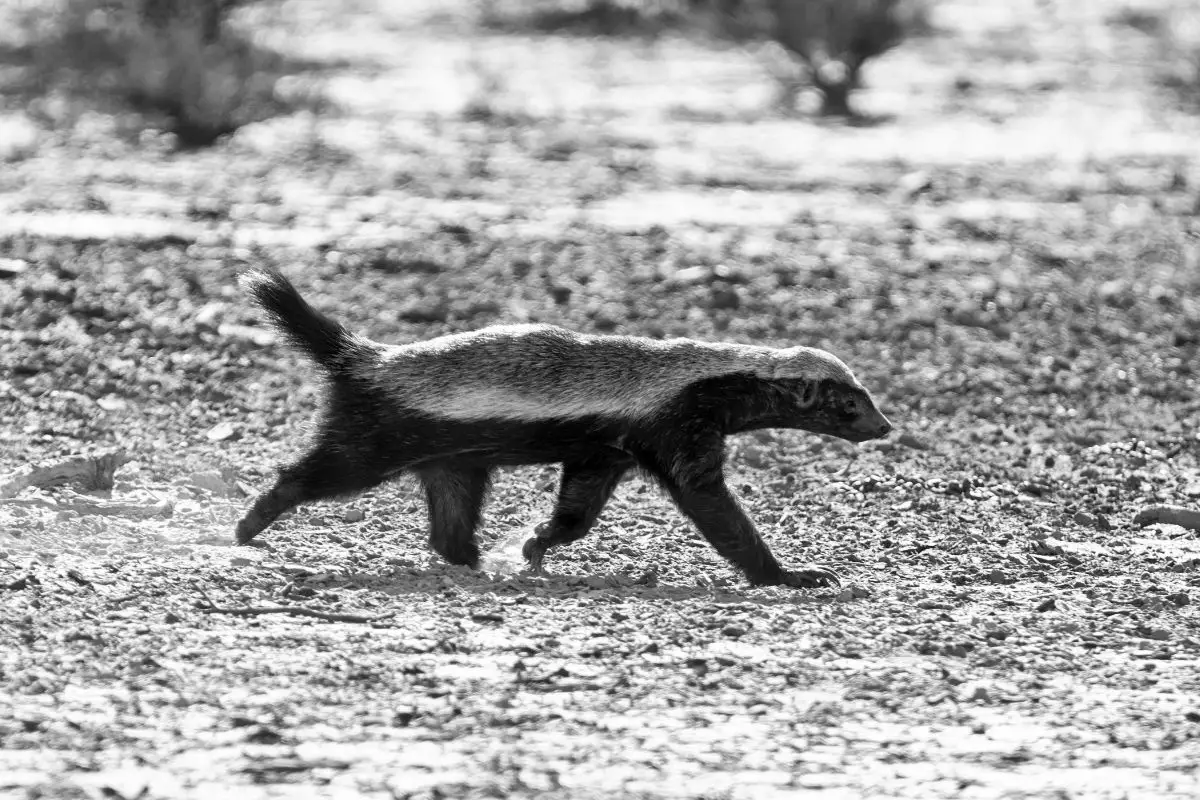 Black and White photo of a Honey badger in southern African savanna.