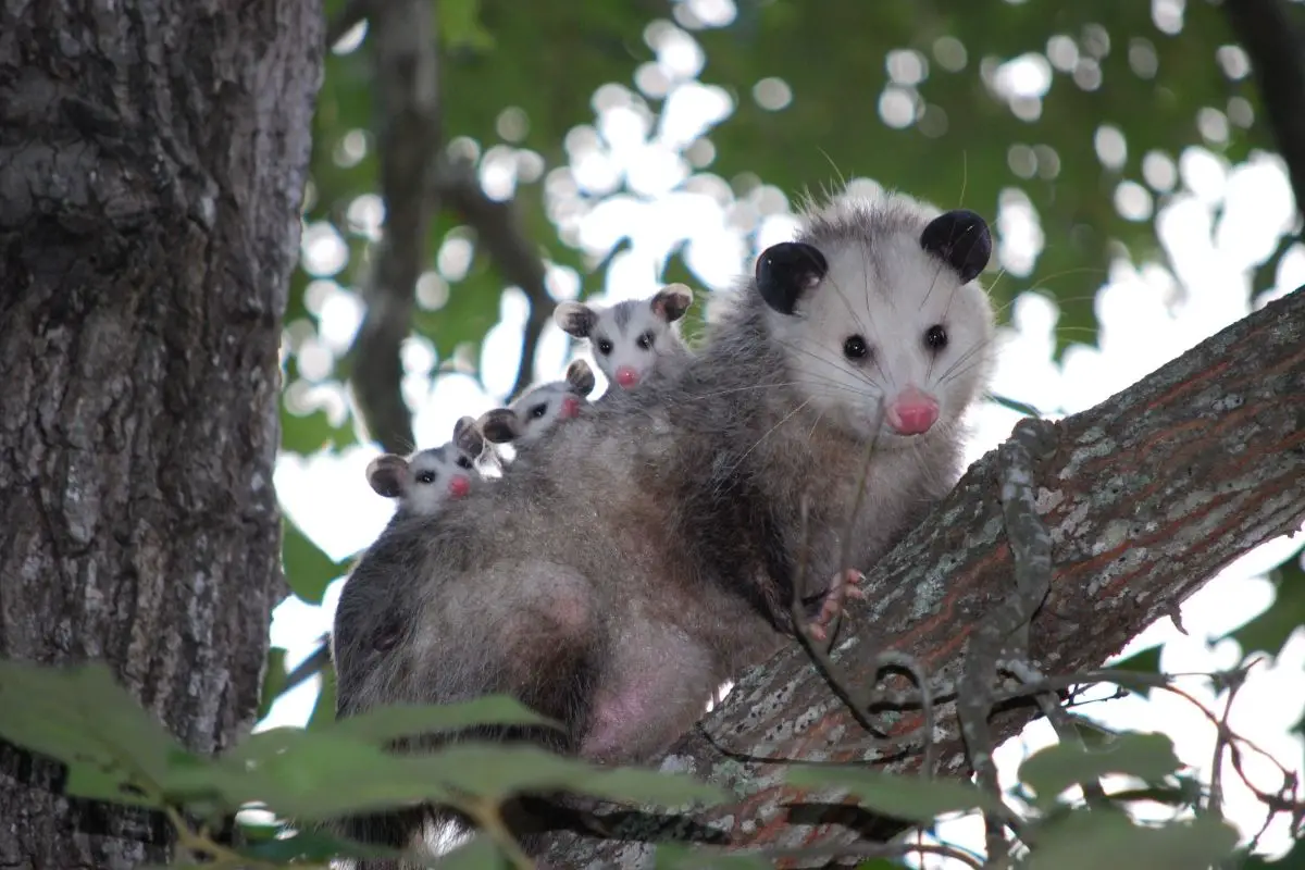 A patagonian opossum with her babies.