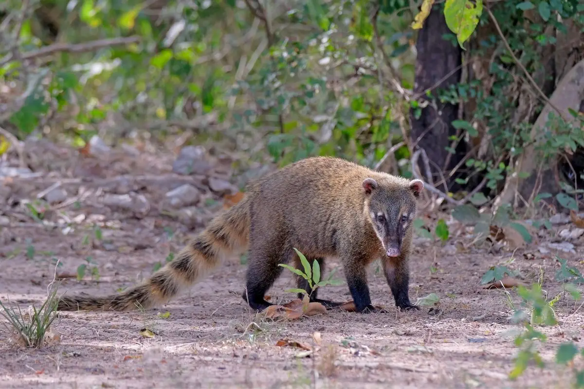 Crab eating raccoon Procyon cancrivorus at the forest.