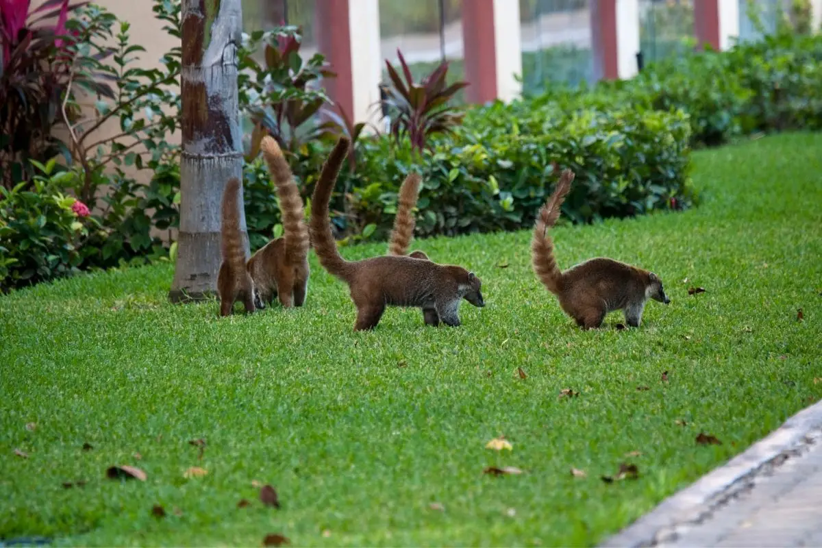 Cozumel raccoons seeking for food at the park.