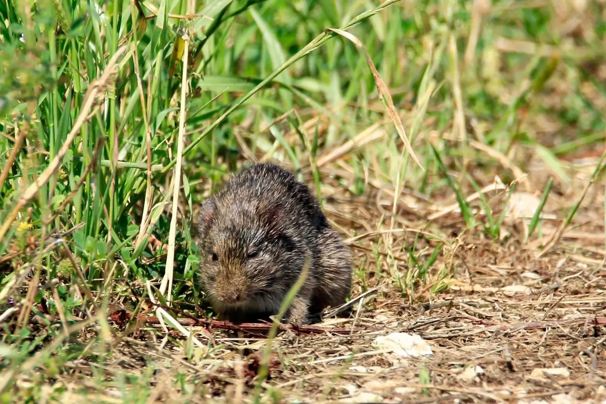 A threatened ricefield rat in the field.