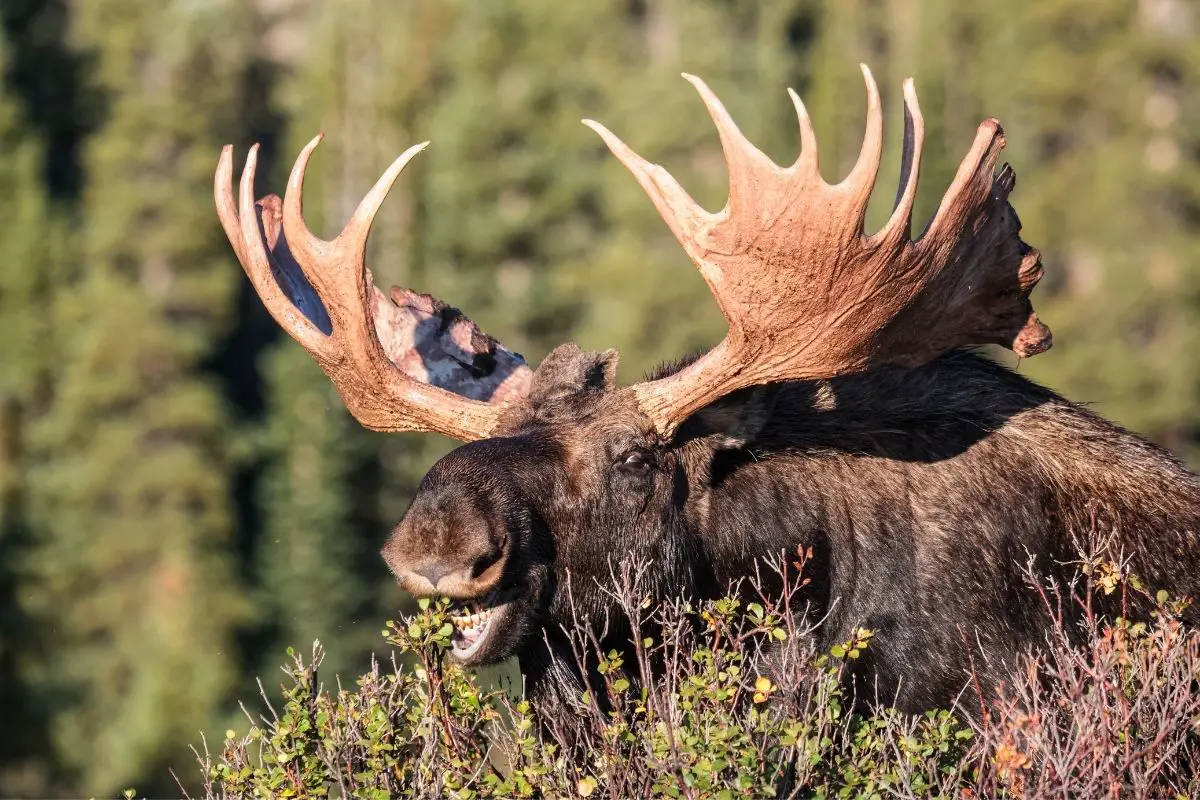 The shiras moose in Colorado in north America.