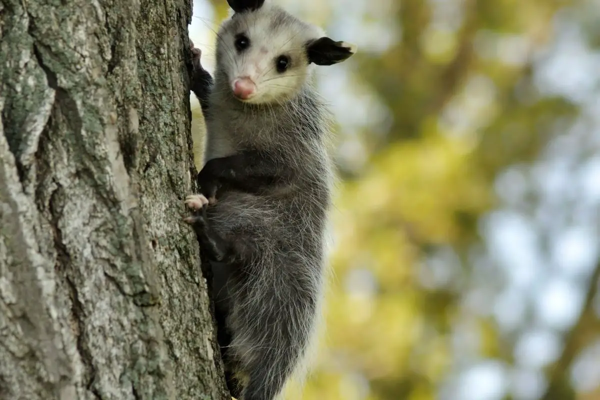 A young opossum climbing on a tree.