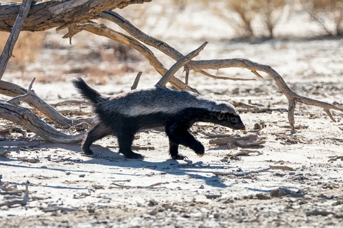 A honey badger in southern African savanna.