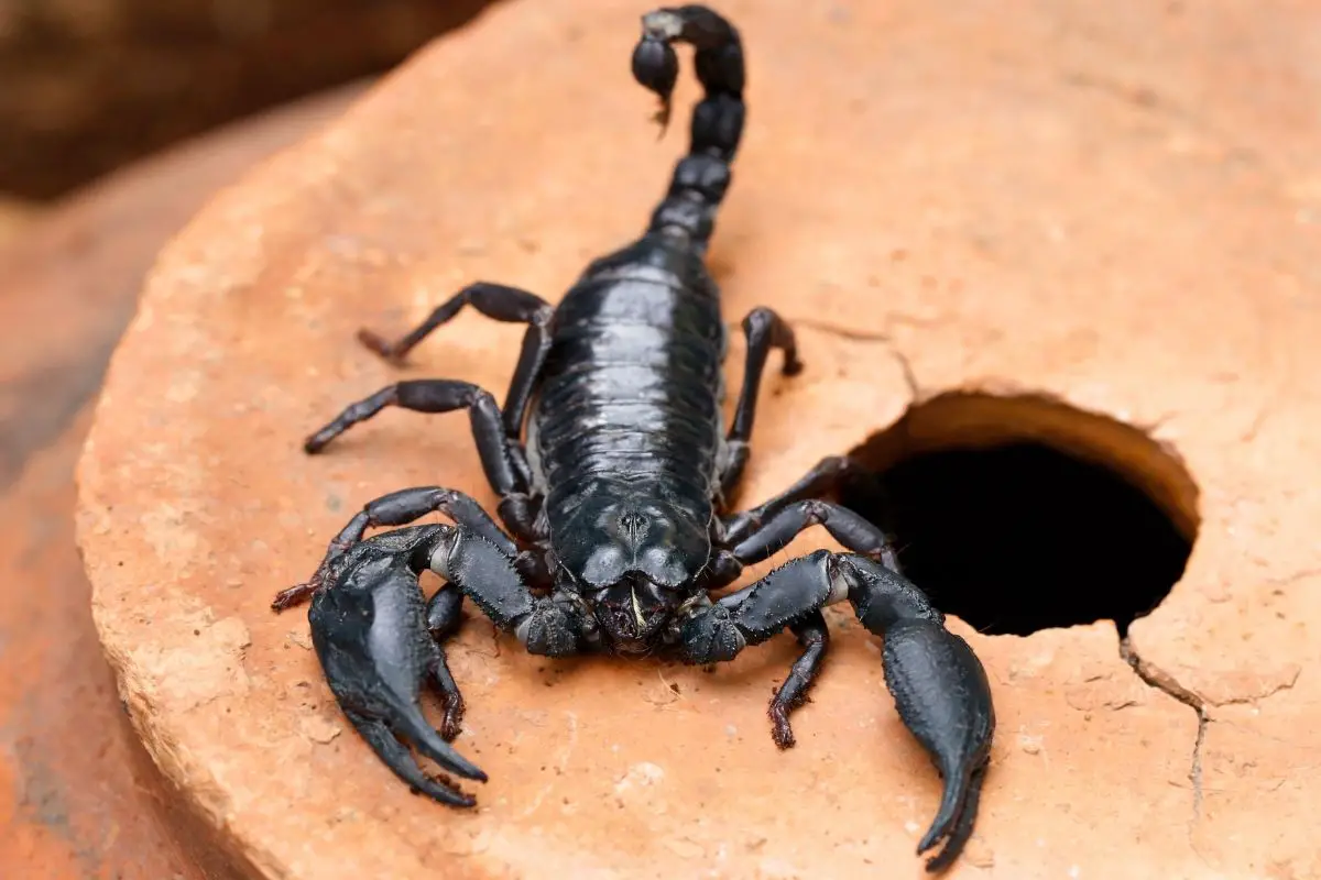 Scorpion facing the camera on a reddish brown concrete surface.