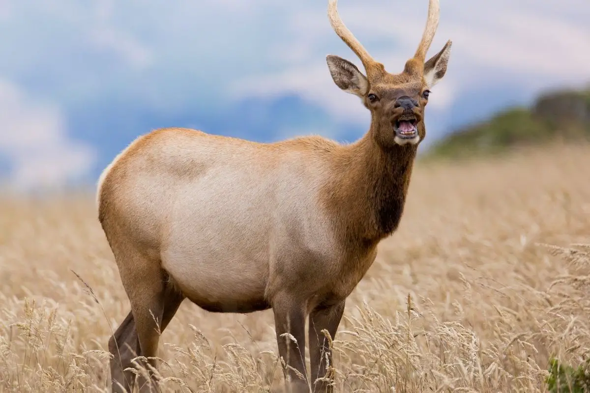 Tule elk at point Reyes, California.