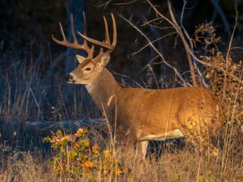 White-tailed deer buck.