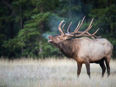 Bull elk in the rock mountain.