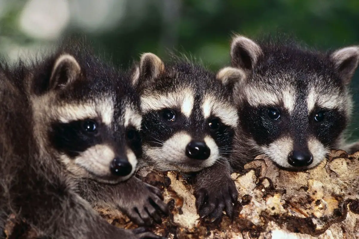 A cute photo of Three baby raccoons on the tree branch.