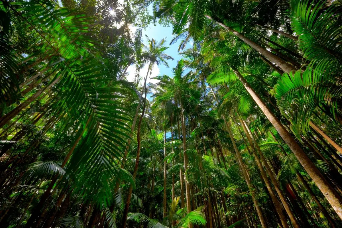 An untouched rainforest with palm trees.