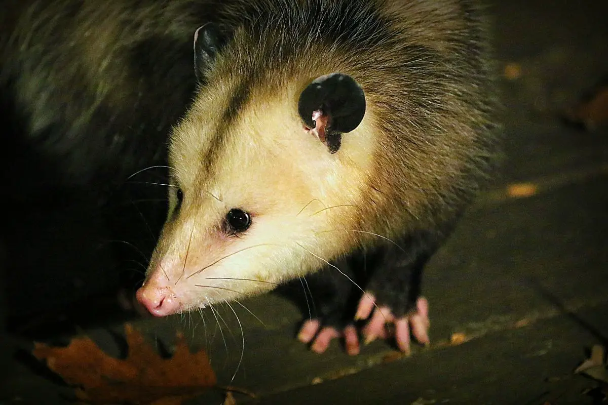 A portrait of virginia opossum.