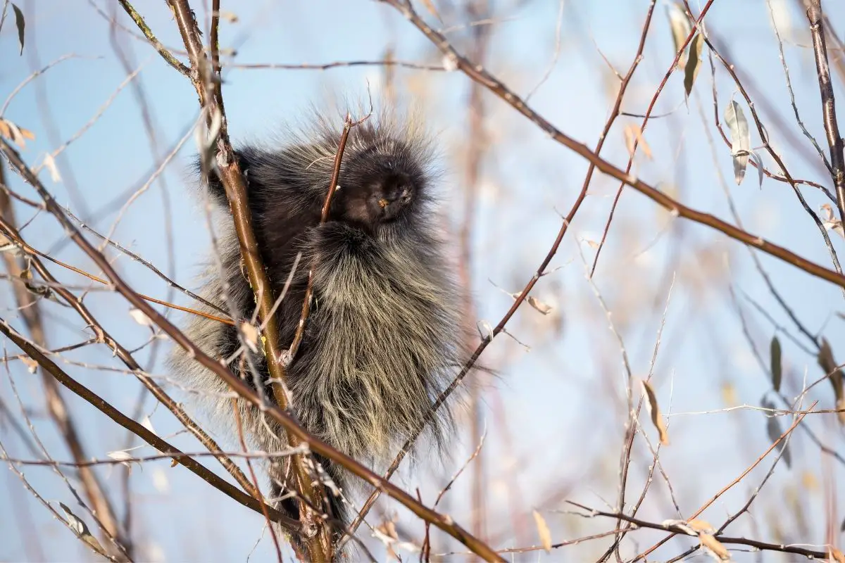 North American porcupine on position on branches in antelope island.