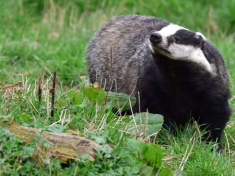 Badger surrey in england.