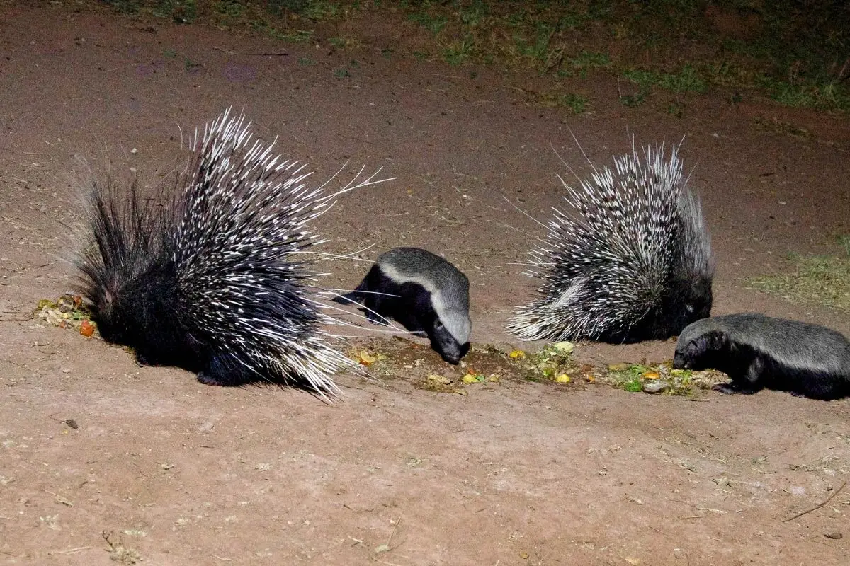 Badgers and Porcupines feeding in the desert.