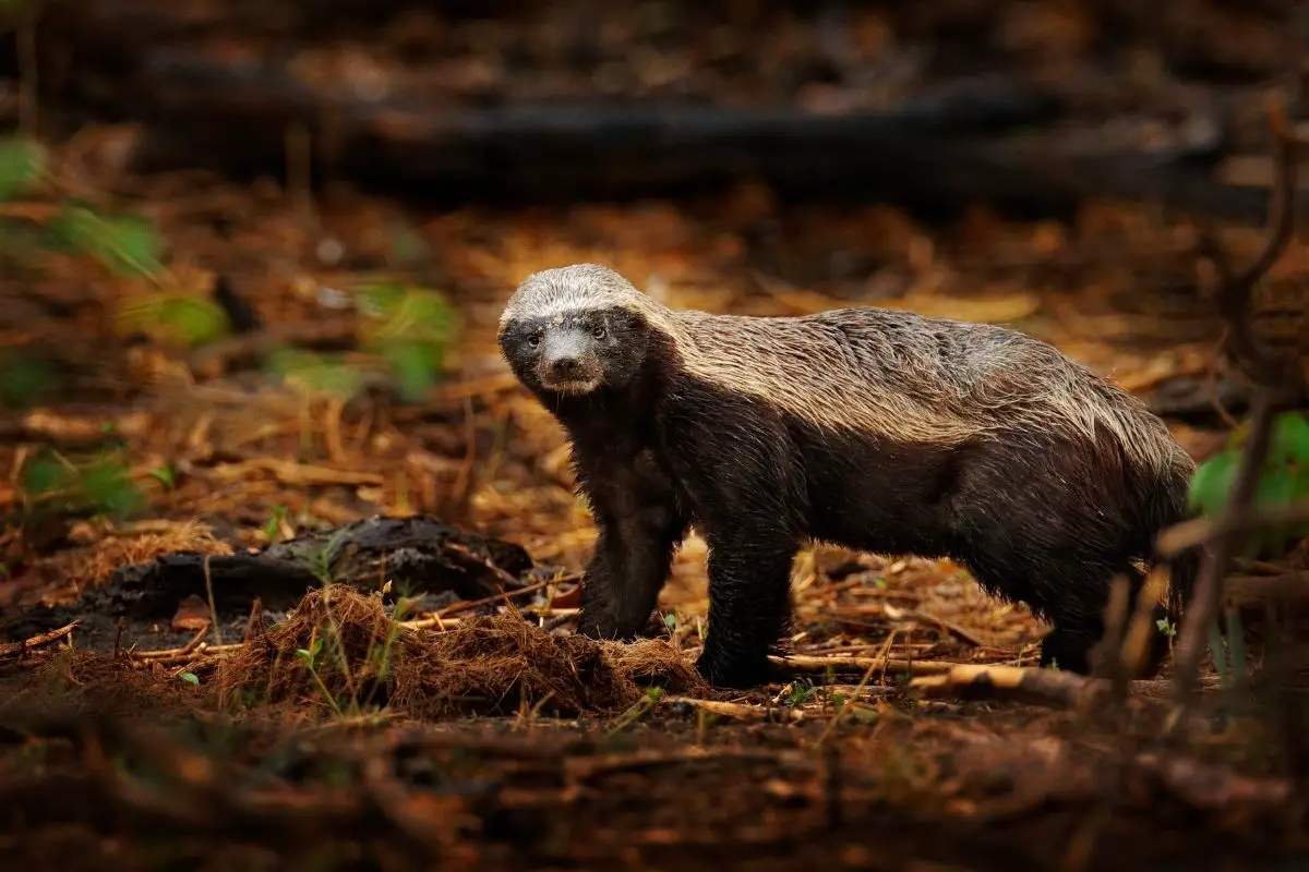 A stunning photo of a Honey badger in the dark forest habitat.