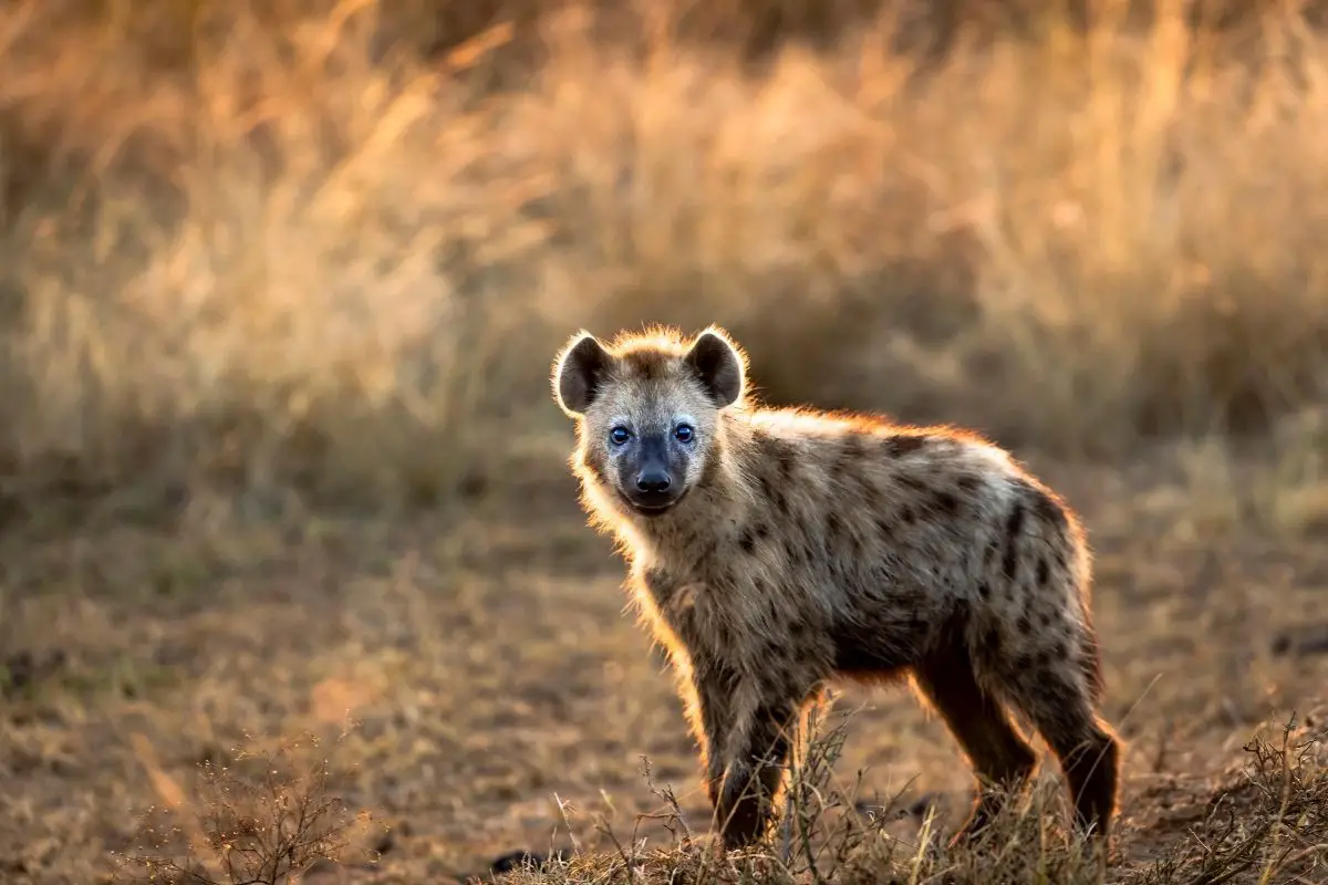 A stunning photo of a Young hyena in the morning light.