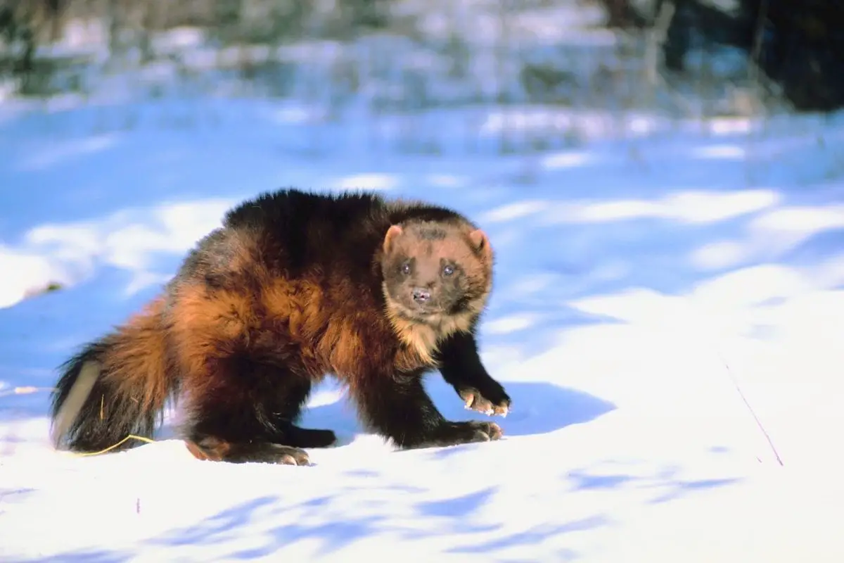 A wolverine in winter on a snowy blurred background.