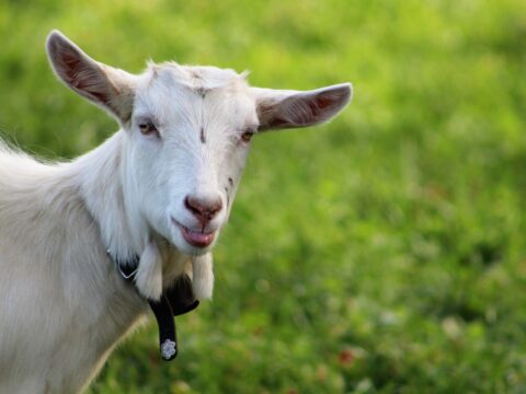 White goat on the grass land.
