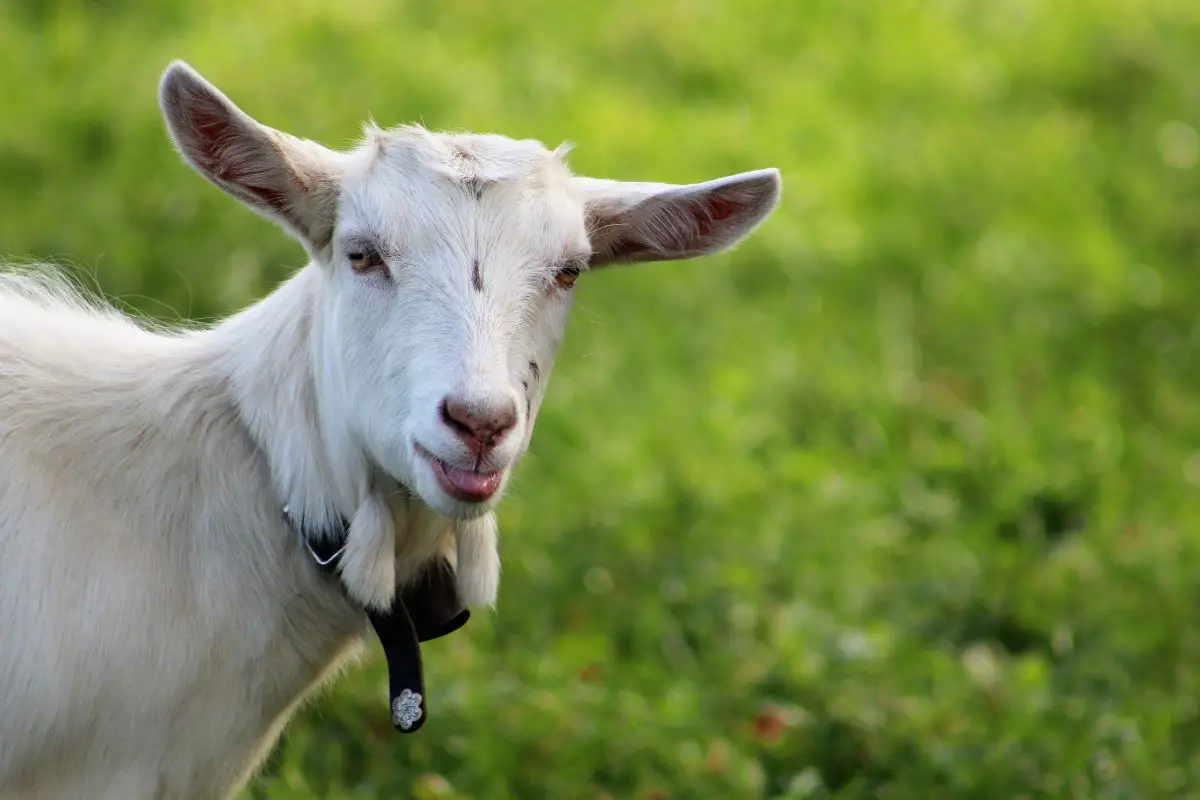 White goat on the grass land.