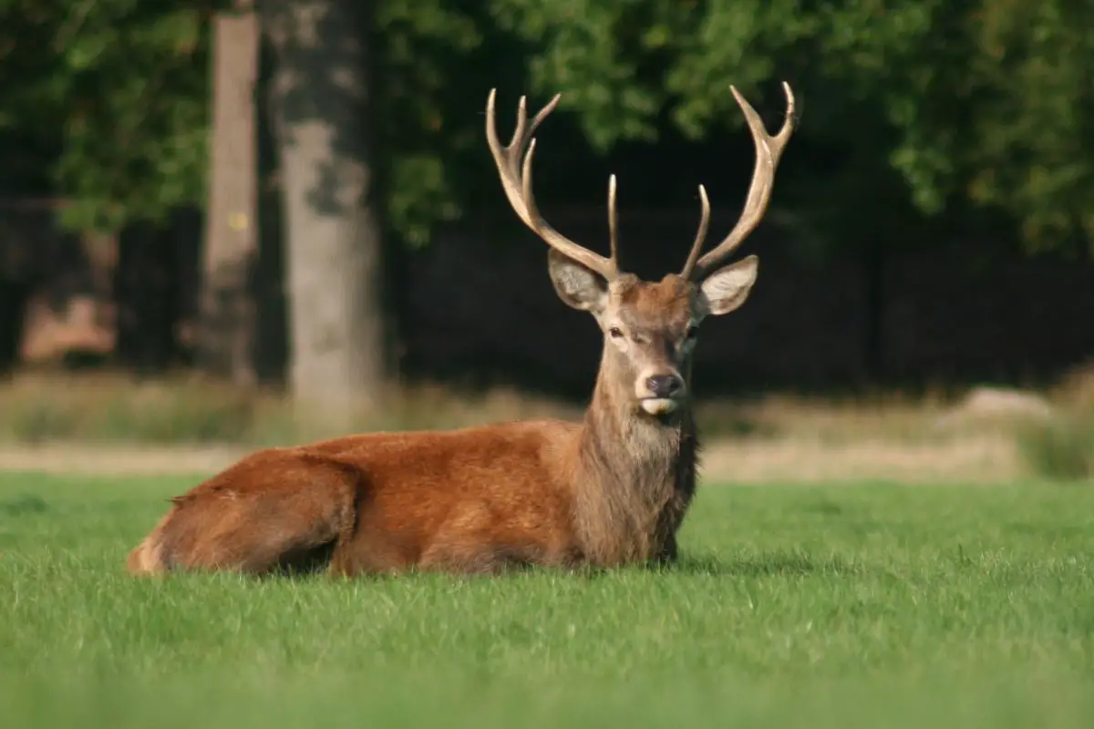 Deer resting in the meadow.