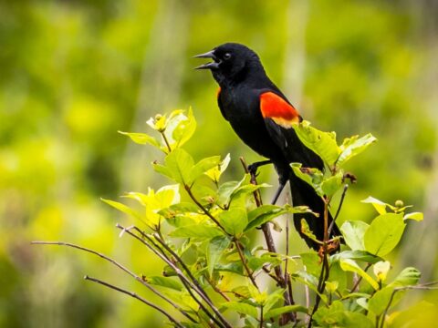 Red winged blackbird at huntley meadows park virginia.