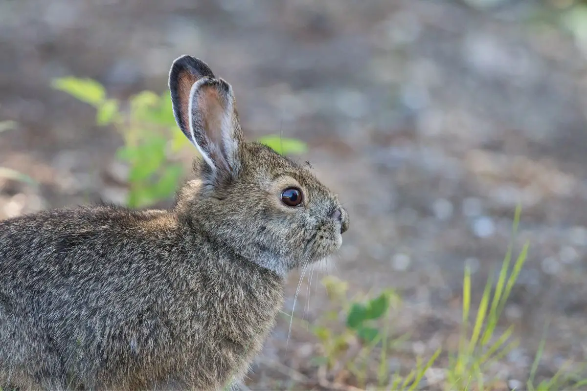 A portrait of Alaskan hare and mosquito.