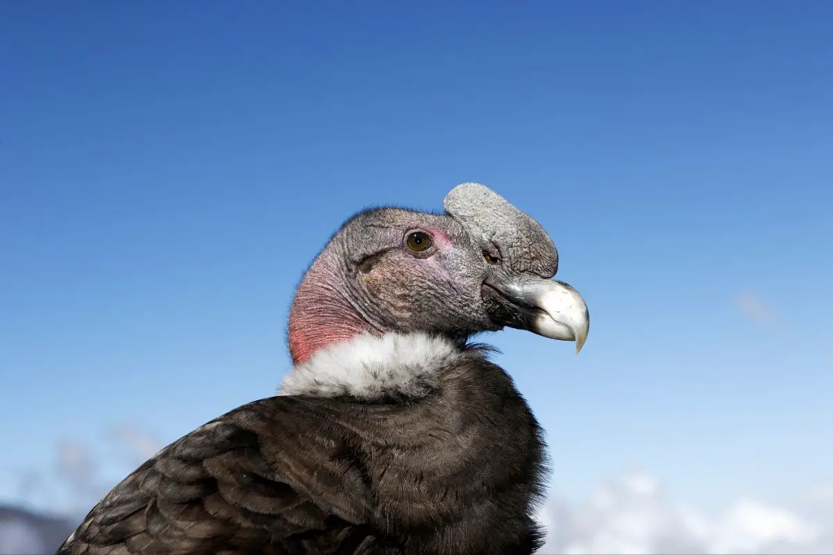 Andean condor vultur gryphus.