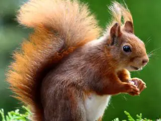 A cute squirrel in nature.