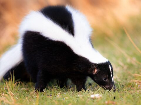Beautiful striped skunk in warm morning light.