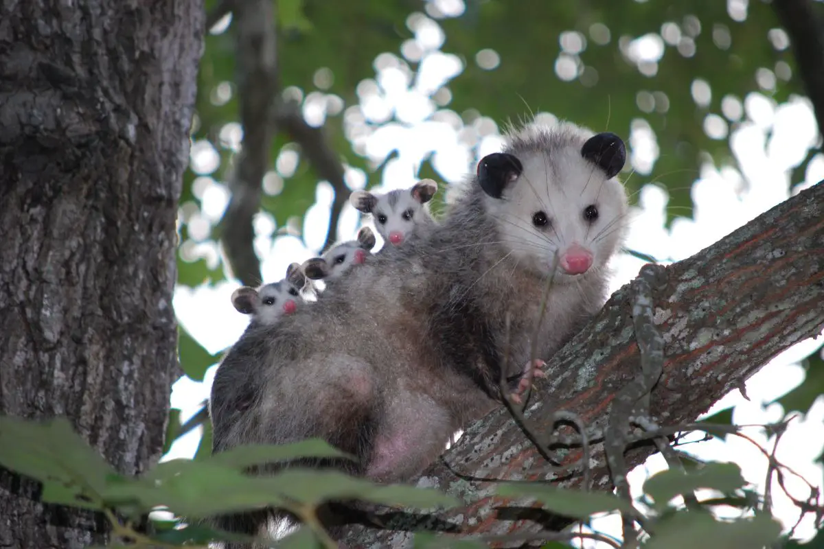 Possum family on a tree branch.