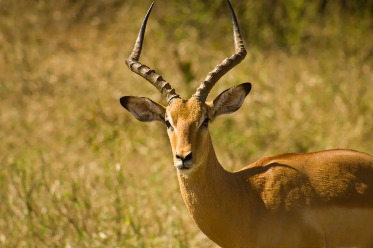 A threatened Antelope in savannah.