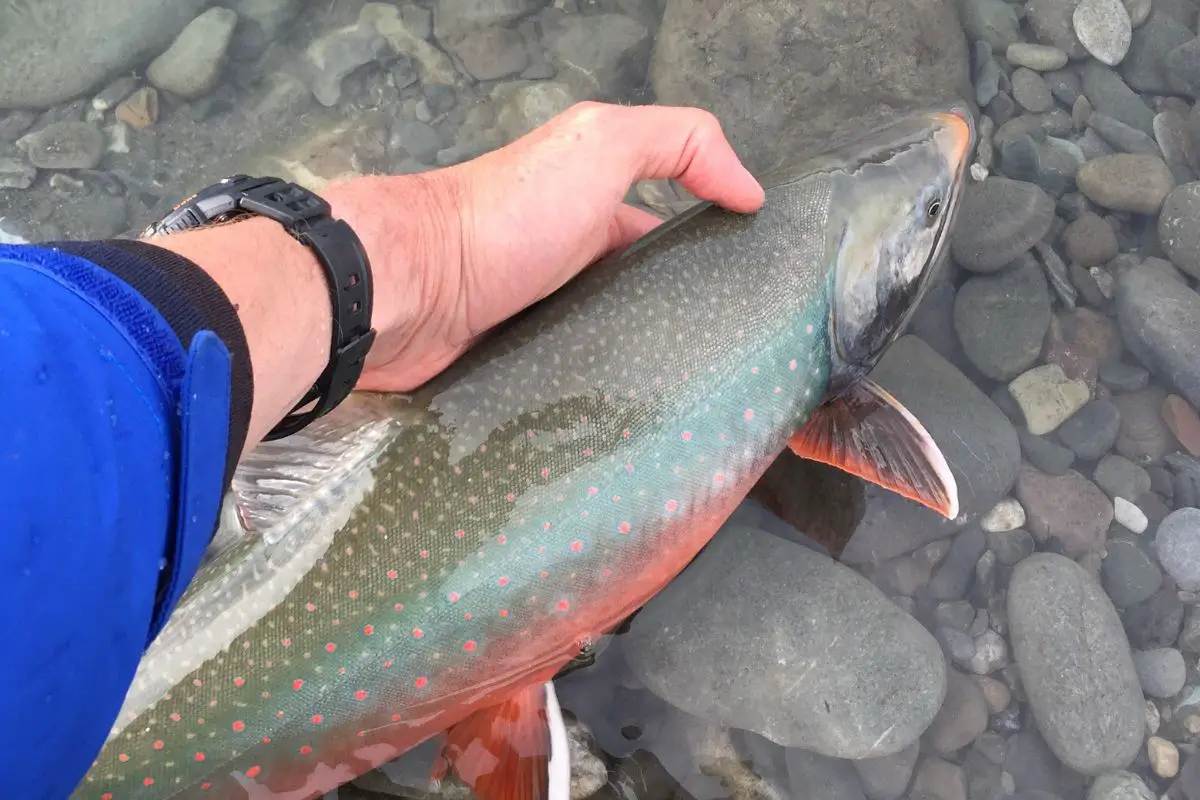 Image of a arctic char released into a clear water.
