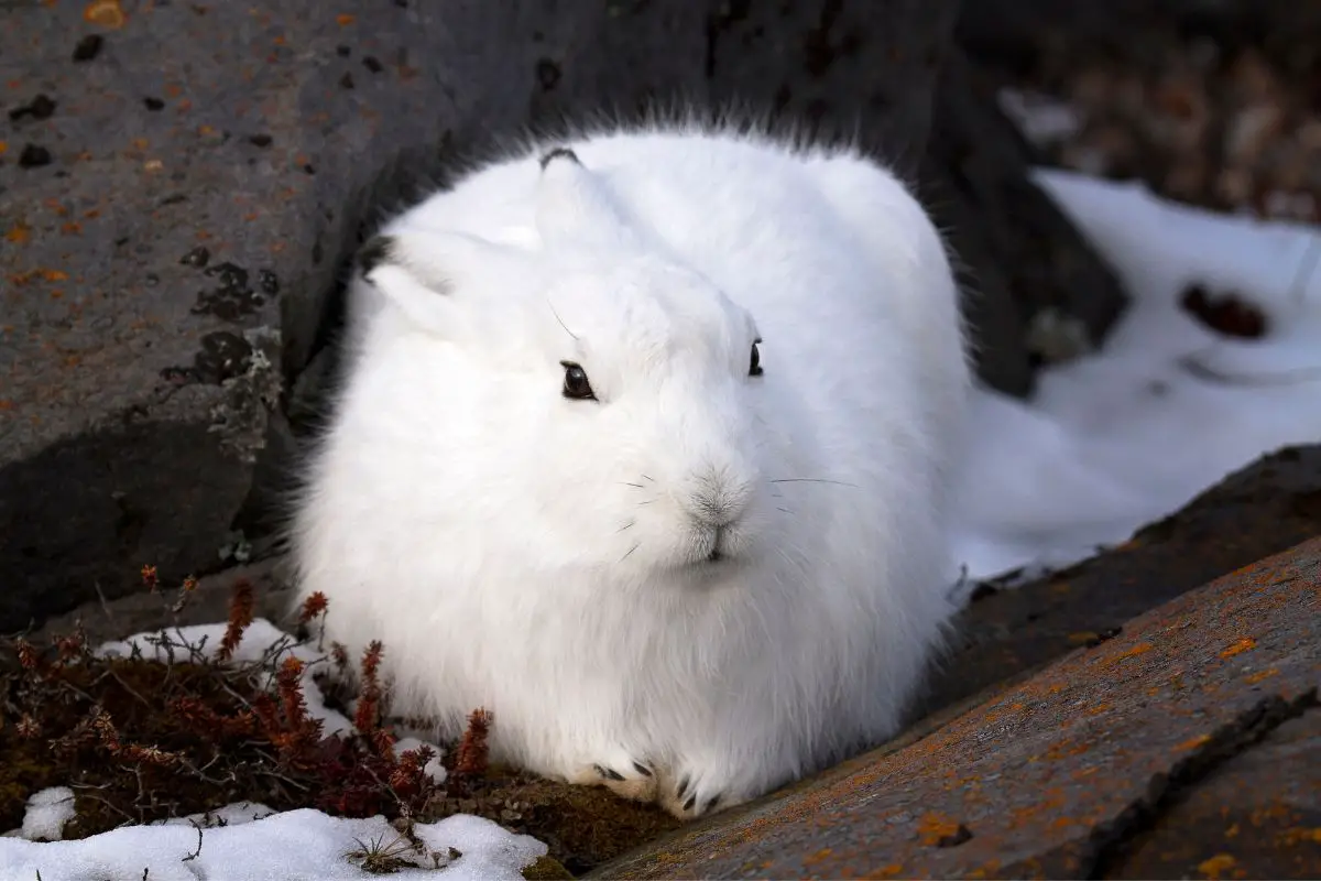 Close-up image of an Arctic Hare.