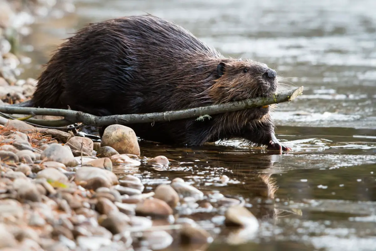 Beaver in the canadian wilderness.