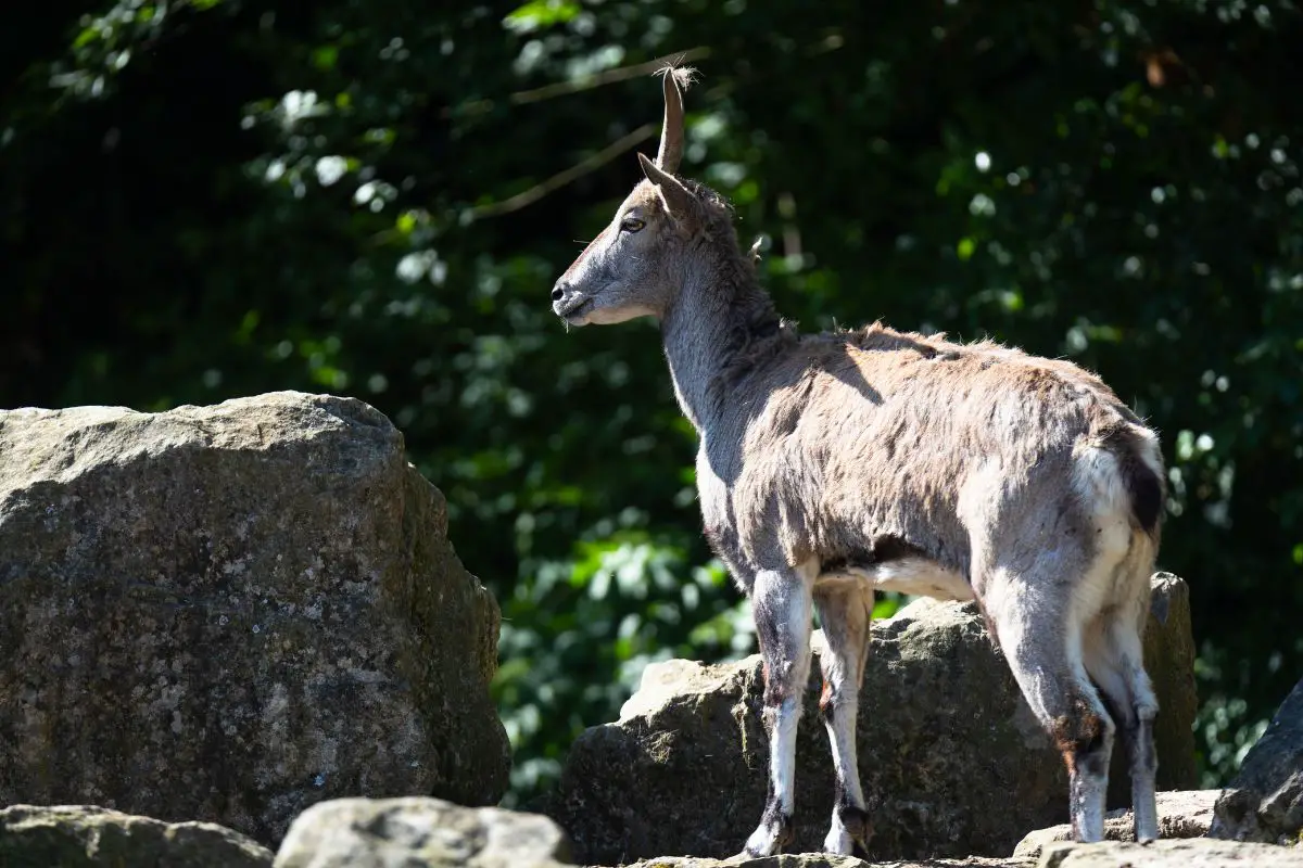 A nice photo of bharal facing on the left.