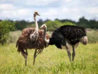 Male and female ostriches in a southern african grassland.