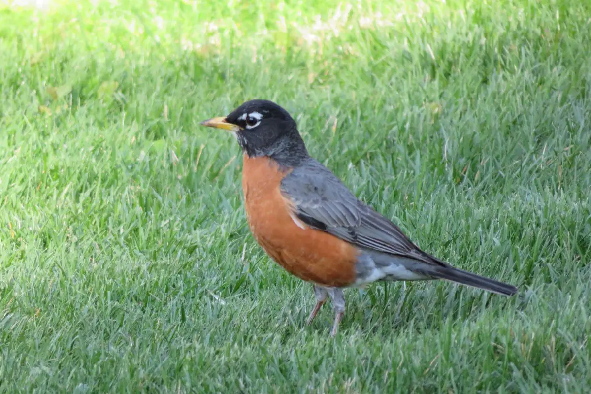 A beautiful robin sits up close in the grass.