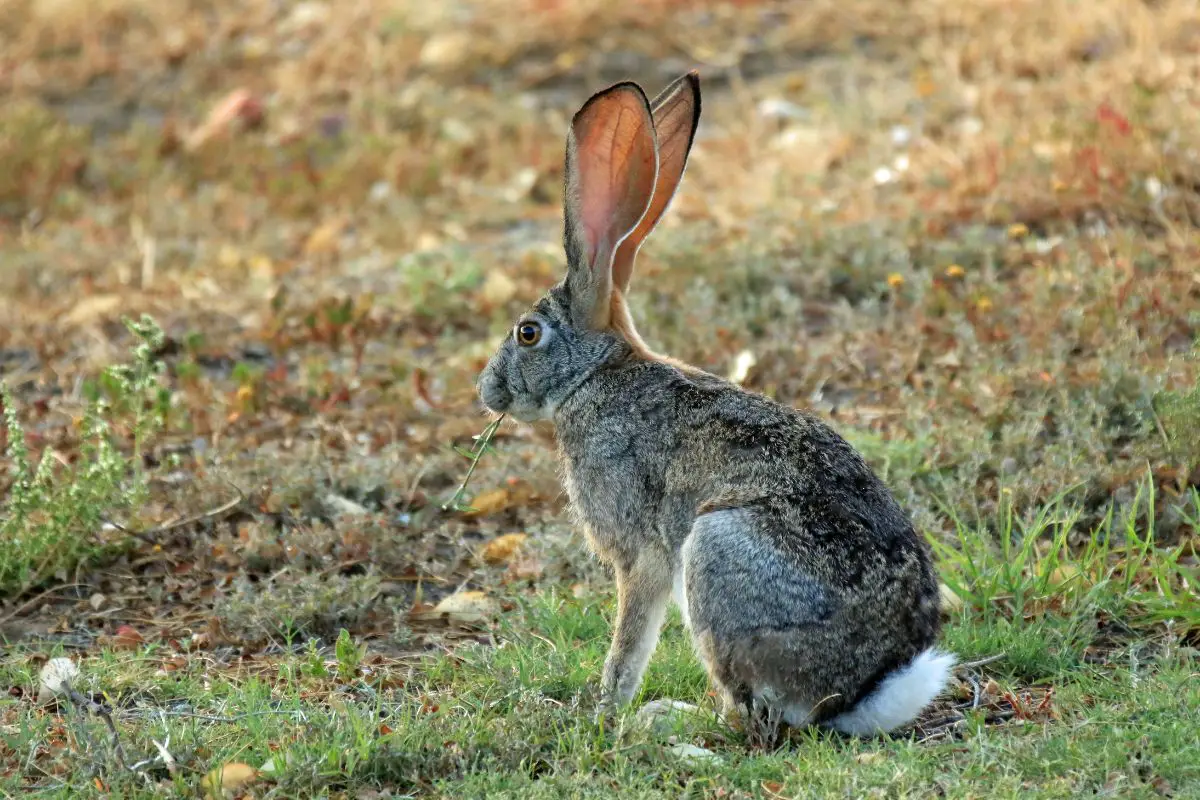 Cape Hare sitting on the grass in south Africa.