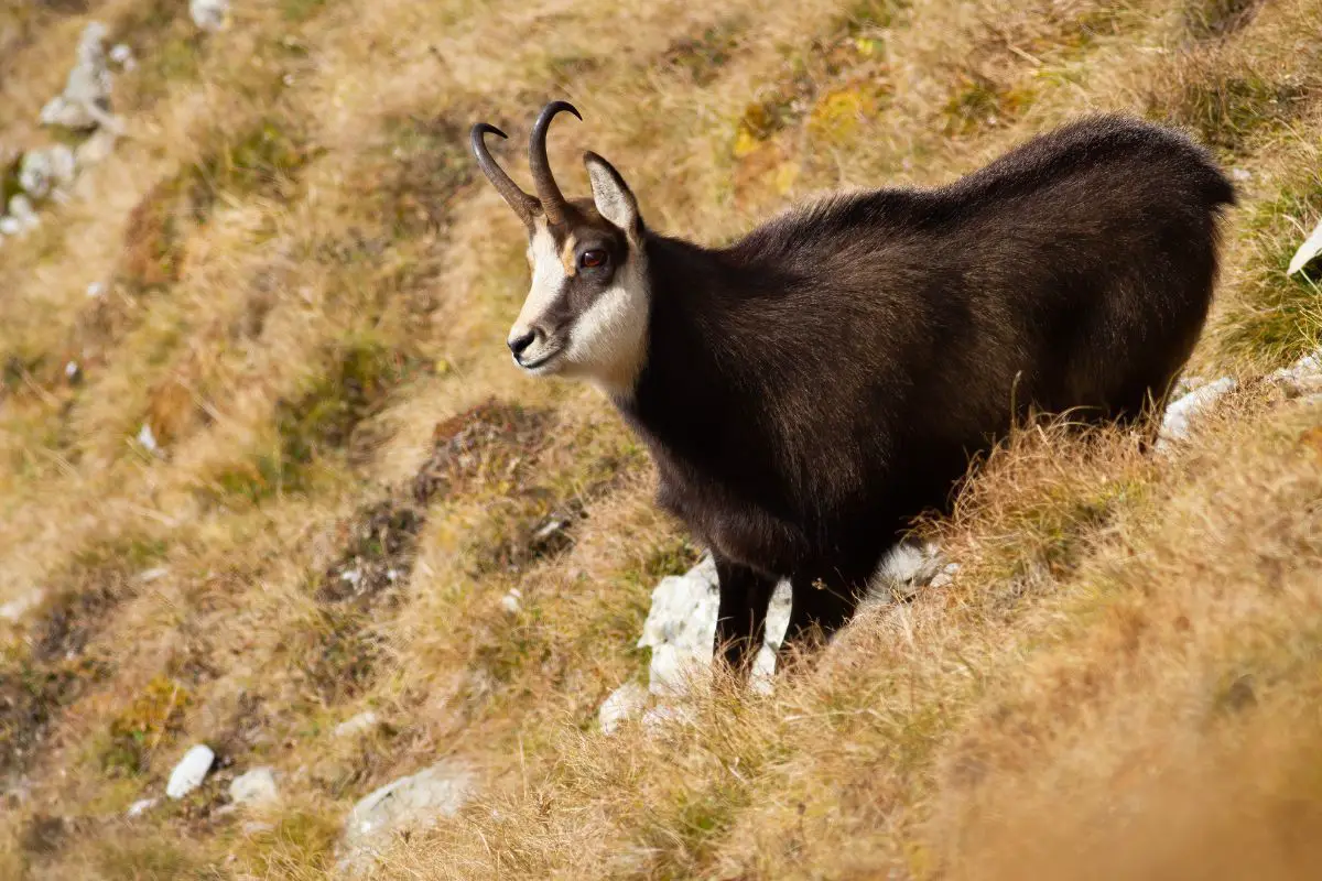 Tatra chamois in the wild.