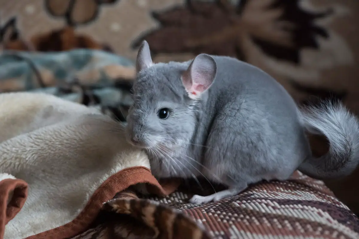 Chinchilla on the carpet indoors.