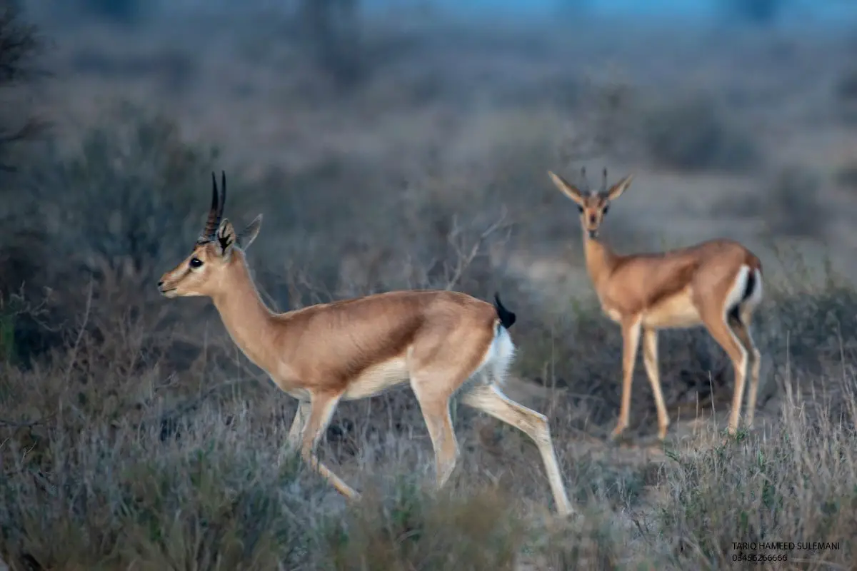 A retro effect photo of Chinkara deer in desert Pakistan.