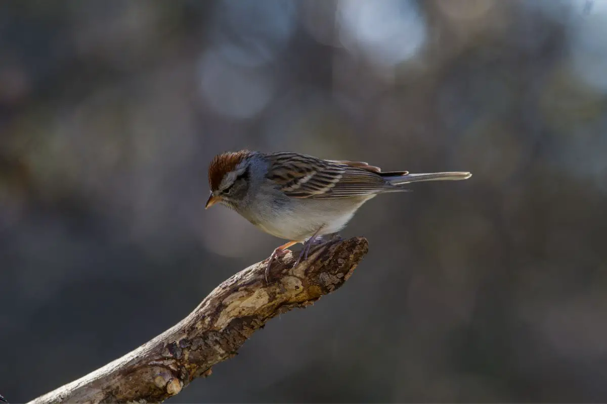 A chipping sparrow sitting on a dead limb.