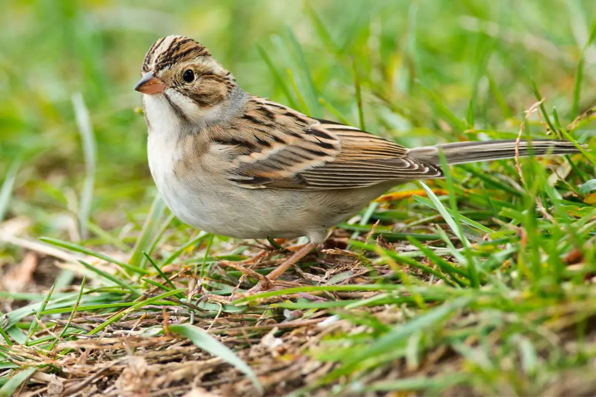 Clay-colored sparrow walking on the grass.
