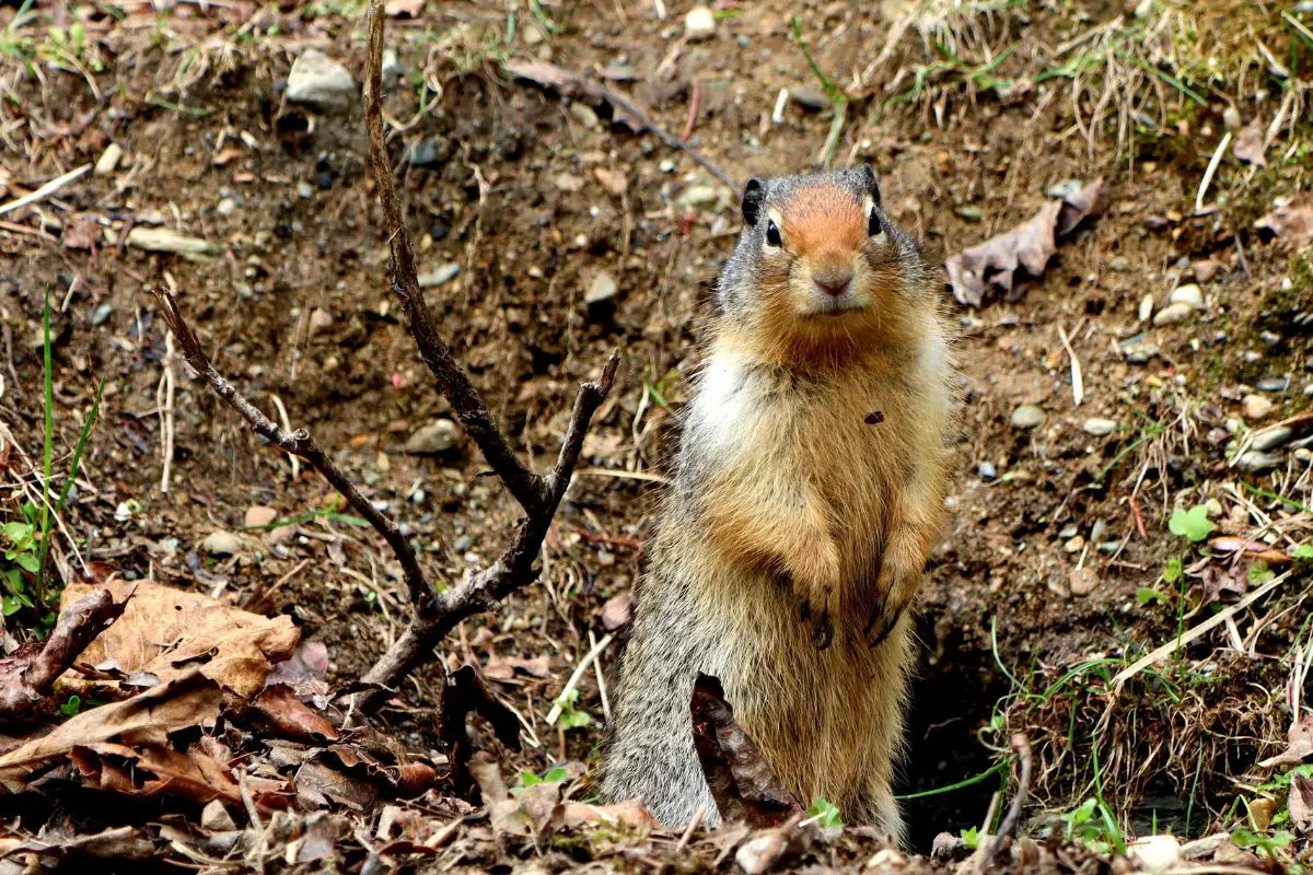 Columbian ground squirrels stand up in the burrow entrance.